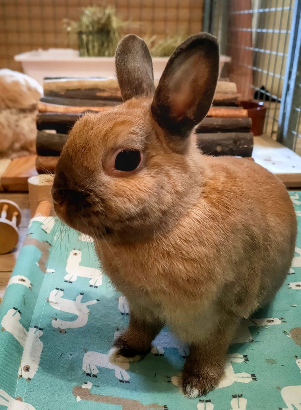 Fluffy et Pixie La colline aux lapins