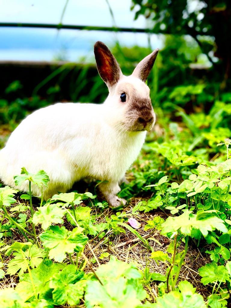 Princess La colline aux lapins